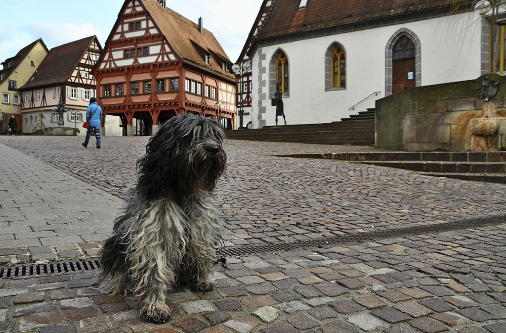 Sind 132 Euro Hundesteuer für „Duschka“ zu viel? In Plochingen ist darüber eine lebhafte Diskussion entbrannt. Foto: Ait Atmane -  Ait Atmane