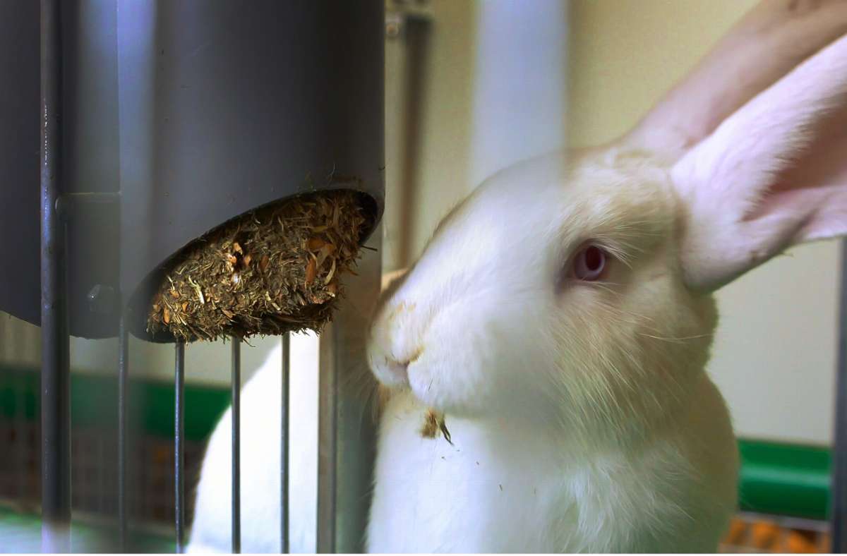 Umweltschonend: Für Kaninchen muss kein  Futter angebaut werden.