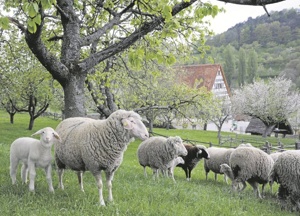 Riss durch Hund wahrscheinlich: 22 Schafe in Mössingen tot
