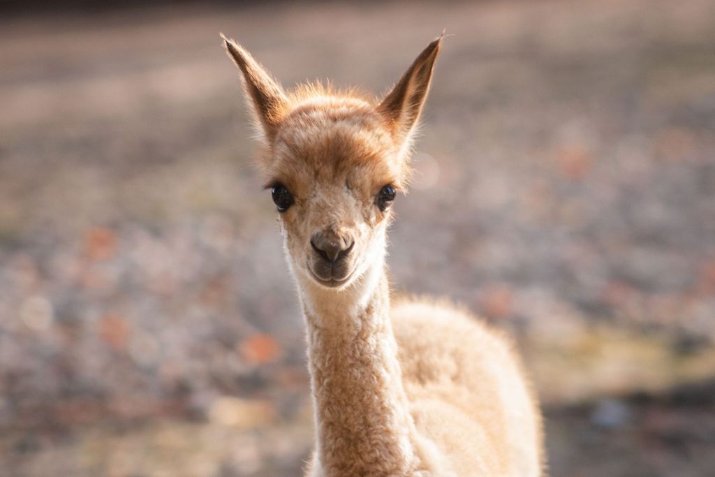 Jüngster Nachwuchs des Stuttgarter Tierparks trägt den Namen Cox: Vikunja-Fohlen in der Wilhelma zur Welt gekommen