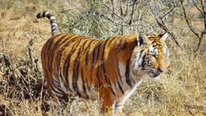 Entlaufener Tiger sorgt in Südafrika für Schrecken