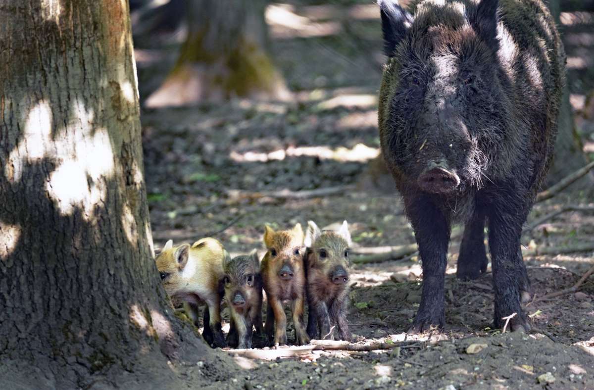 Afrikanische Schweinepest bei Wildschwein nachgewiesen: „Jagd in der Fläche ist extrem schwierig“