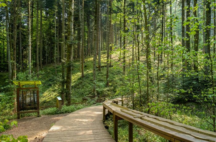 Ausflüge mit Kindern: Die schönsten Walderlebnisse rund um Stuttgart
