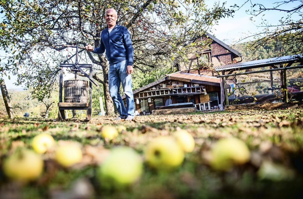 Viele Äpfel bleiben in diesem Jahr auf den Wiesen liegen: Das Mostgeschäft lohnt sich kaum