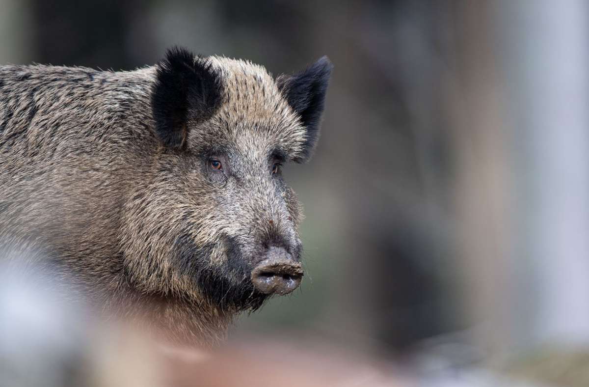 Wildunfall in Aalen: Autofahrer erfasst mit seinem Wagen acht Wildschweine