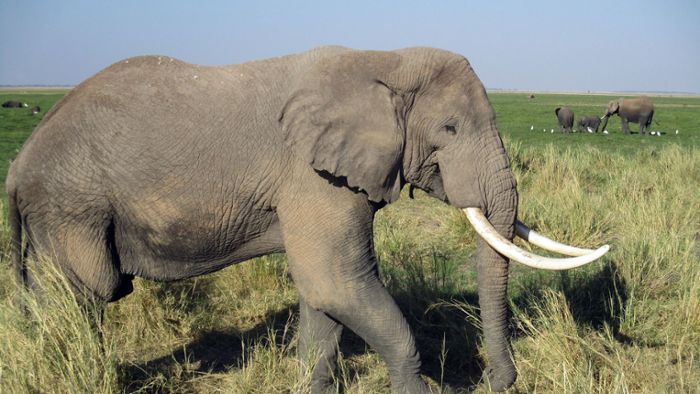 Elefant läuft völlig desorientiert im Kreis – Hunderte Rüsseltiere tot