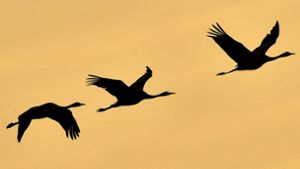 Warum fliegen Vögel in V-Formation?