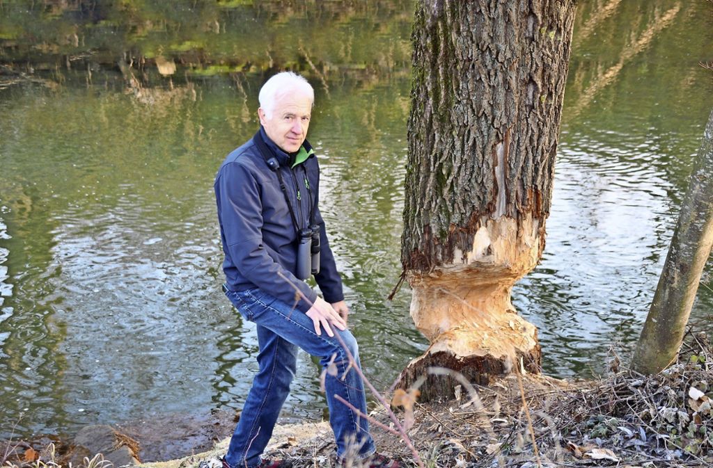 Biberexperte Harald Brandstetter zeigt einen angenagten Baum, der vermutlich nicht mehr lange steht.