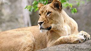 Private Löwenhaltung nicht grundsätzlich verboten