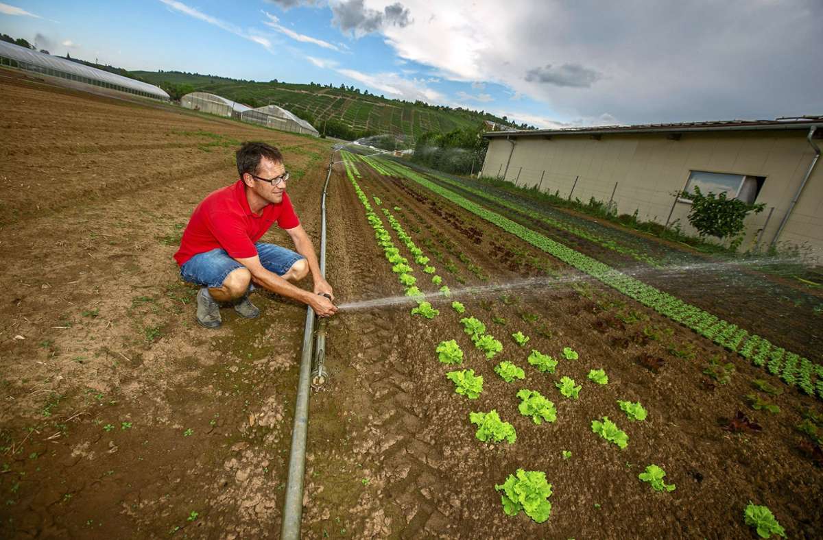Landwirtschaft im Kreis Esslingen: Nur Bewässerung rettet die Ernte