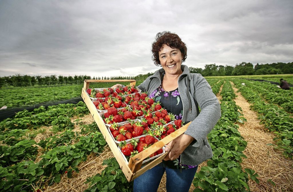 Erntehelferin aus Polen leitet Lobenroter Hof: Bei Erdbeer-Ernte helfen alle mit