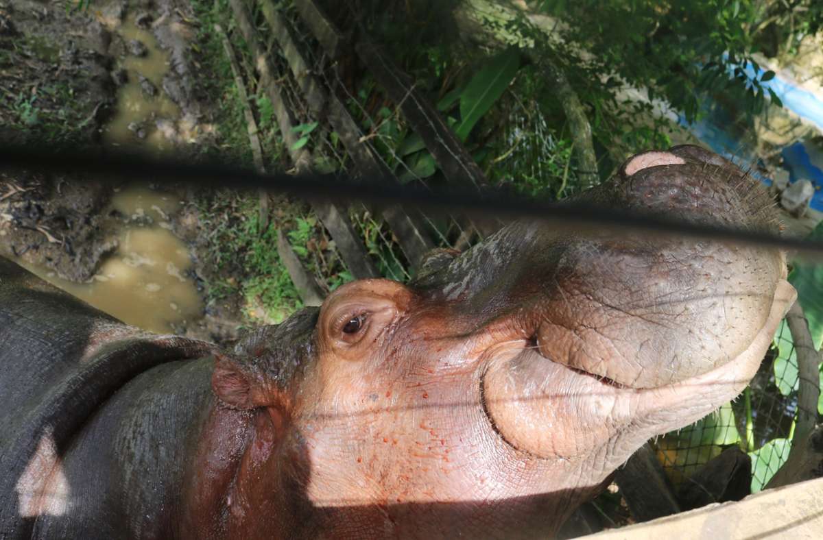 Kolumbiens „Kokain-Hippos“: Werden die Nilpferde von Drogenbaron Escobar getötet?