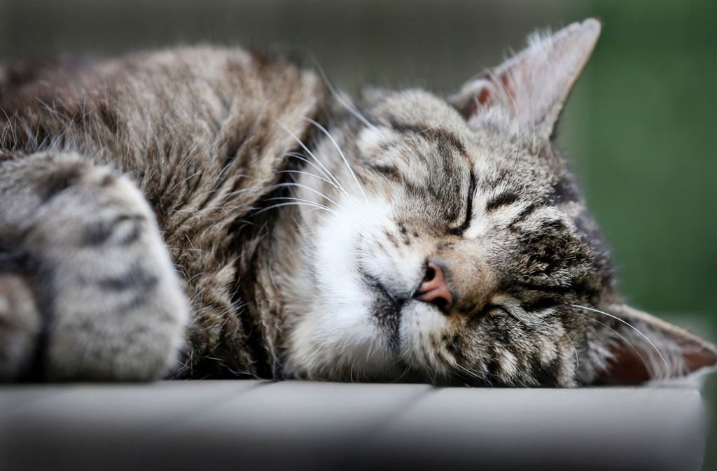 Coronavirus bei Tieren: Katzen in den USA infiziert - keine Gefahr durch Haustiere