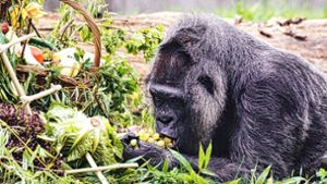 Gorilla-Dame Fatou feiert 67. Geburtstag im Berliner Zoo