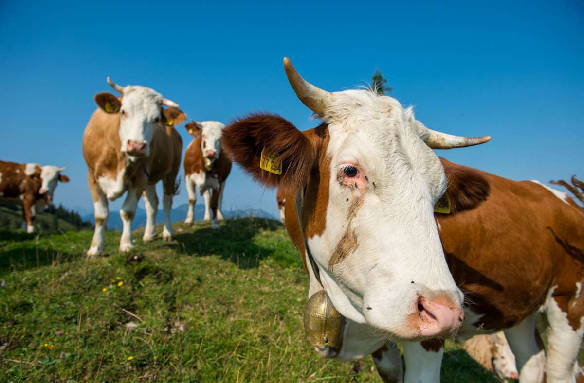 Gerichtsprozess in Bayern: Polizei erschießt ausgebüxte Kuh –  Besitzer klagt