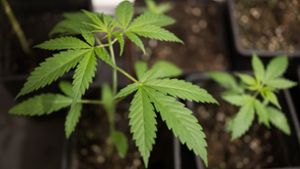 Baumärkte wollen vorerst keine Cannabis-Samen verkaufen