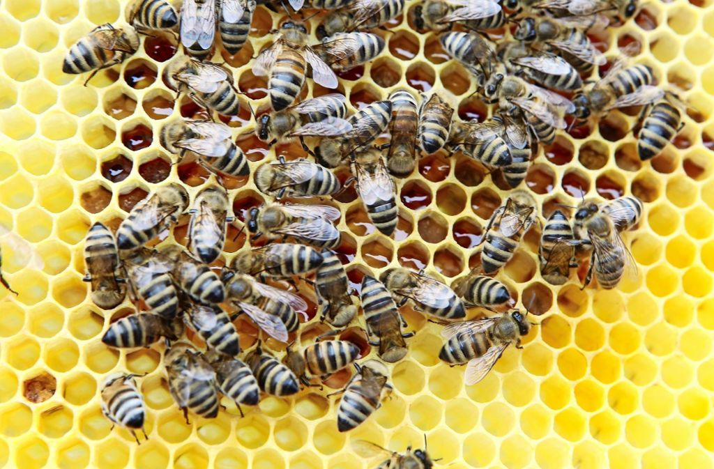 Dank der zahlreichen Imker sind Honigbienen vom Insektensterben weniger bedroht.