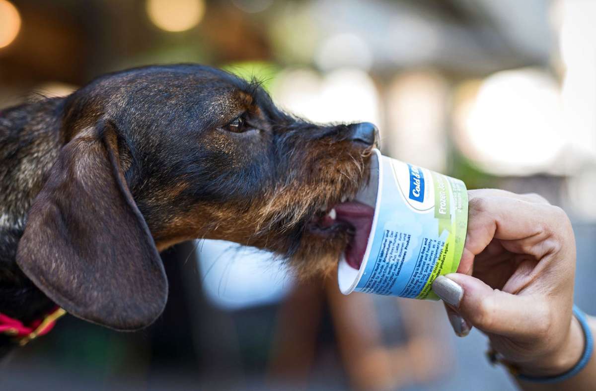 Eisdielen bieten spezielles Hundeeis an: Eisbecher für Hunde – Wo Vierbeiner im Kreis Esslingen   Abkühlung bekommen