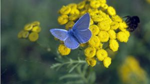 Schmetterlingsprojekt gewinnt Landesnaturschutzpreis