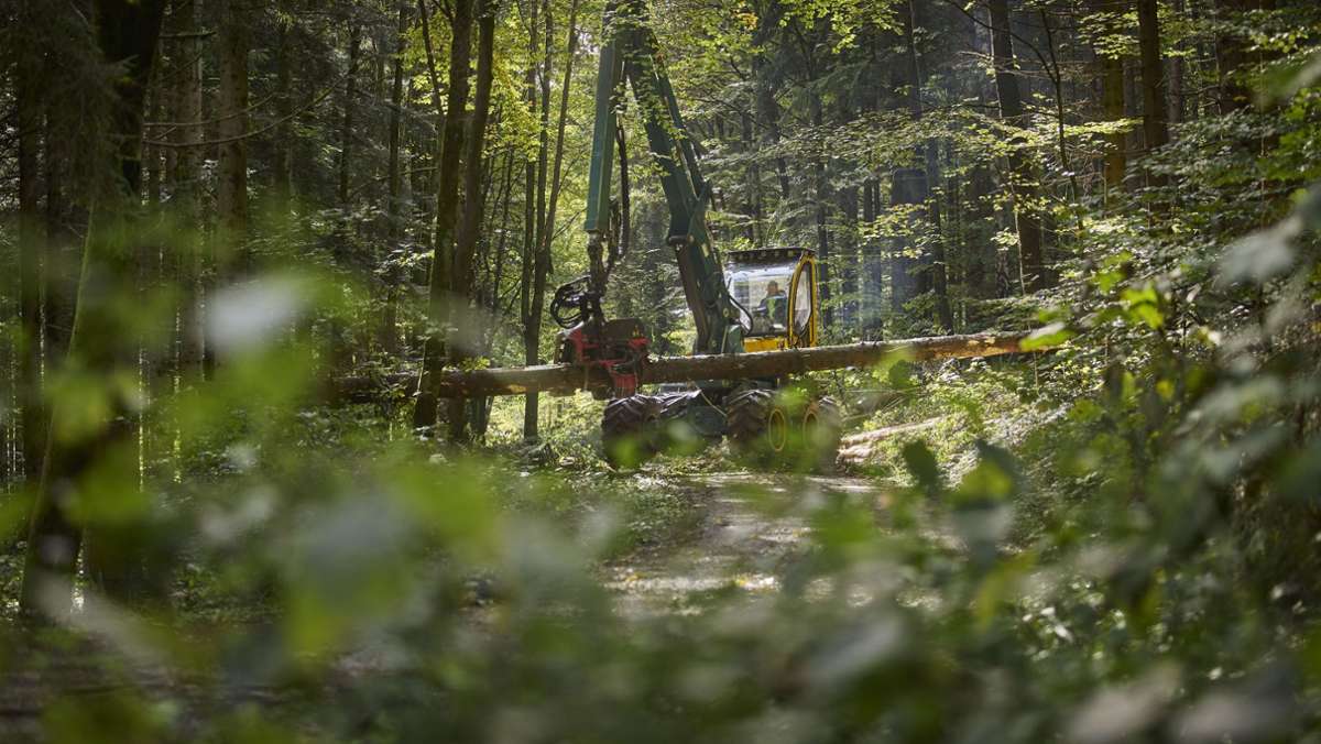 Sperrungen wegen Holzernte in Oberbrüden: Waldbesucher müssen sich noch gedulden