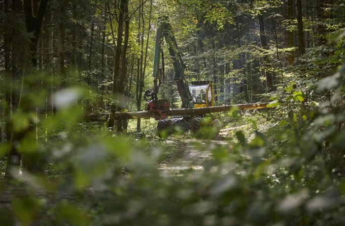 Sperrungen wegen Holzernte in Oberbrüden: Waldbesucher müssen sich noch gedulden
