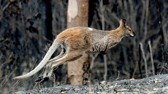 Känguru flüchtet in Chef-Büro eines Baustoffhandels