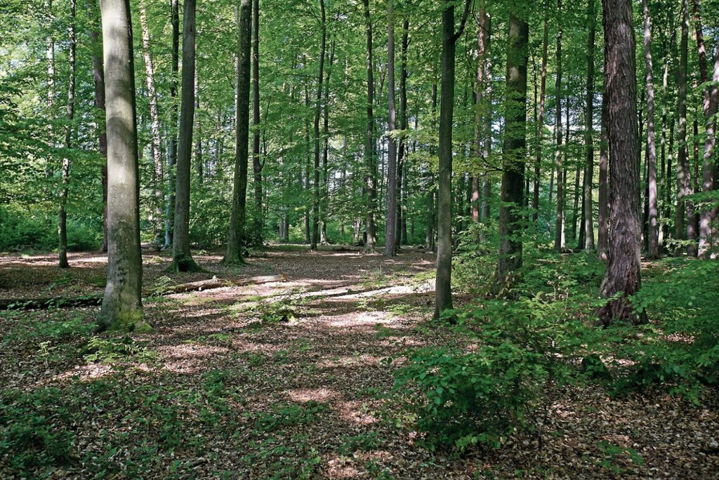 Eine 40-köpfige Sonderkommission geht Spuren in Birkenfeld nach: Jäger aus dem Enzkreis seit Tagen vermisst