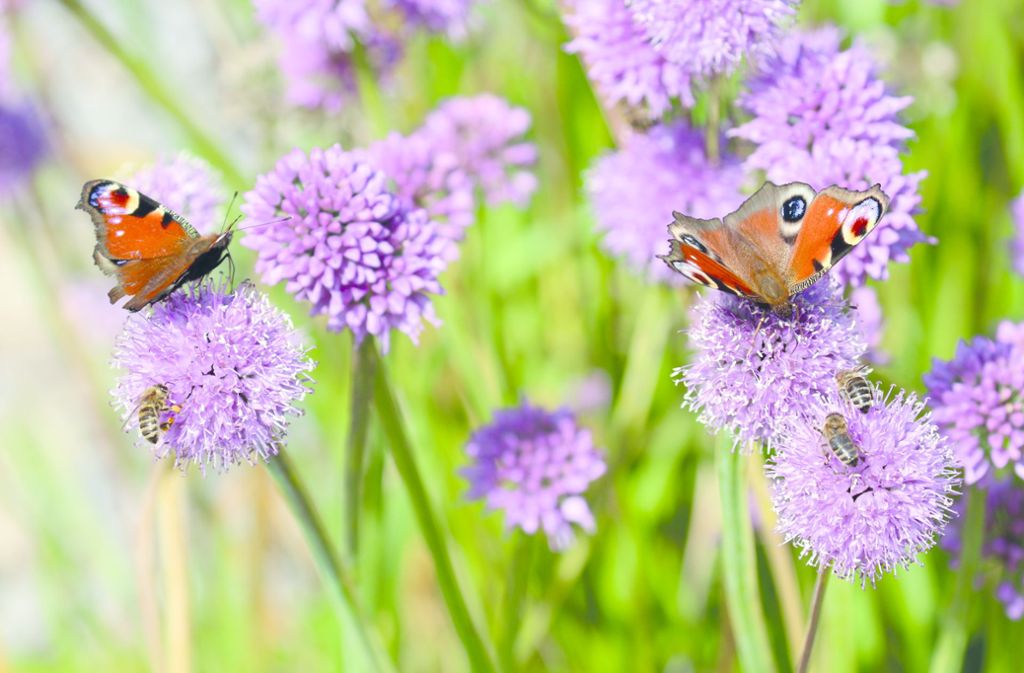 Garten: Wie Schmetterlinge sich Gärten wünschen