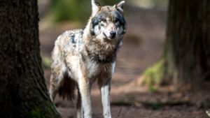 Erneute Wolfssichtung im Neckar-Odenwald-Kreis