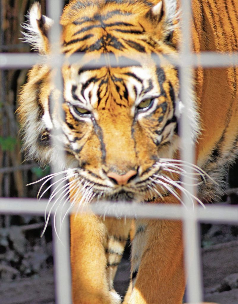 Der Tiger ist in der Wilhelma bewusst alleine in seinem Gehege. Auch in freier Wildbahn sind die Raubtiere Einzelgänger. Fotos: Krytzner