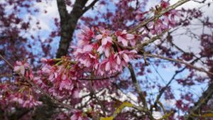 Rosaroter Zauber – wo sich der Frühling zeigt