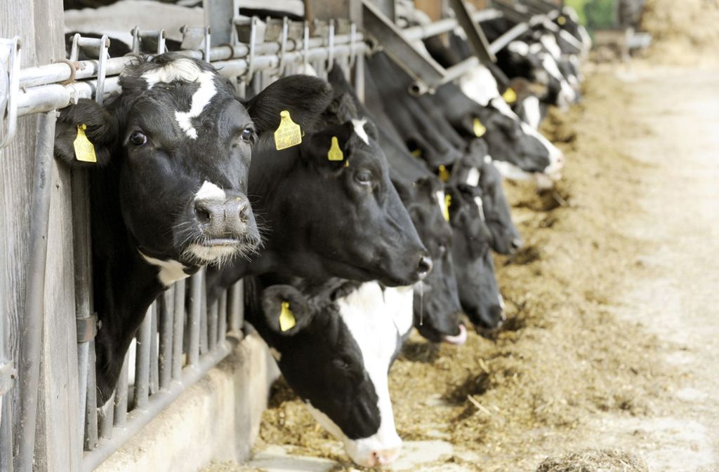 Pulverpyramide in Stuttgart: Milchbauern protestieren mit 300 Milchpulversäcken