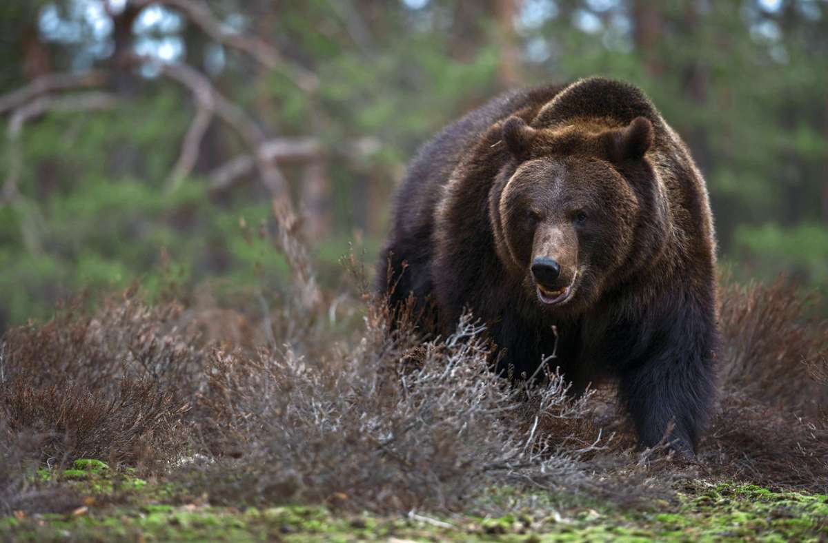 Bärenattacke in Italien: Italien streitet um Bärenmutter