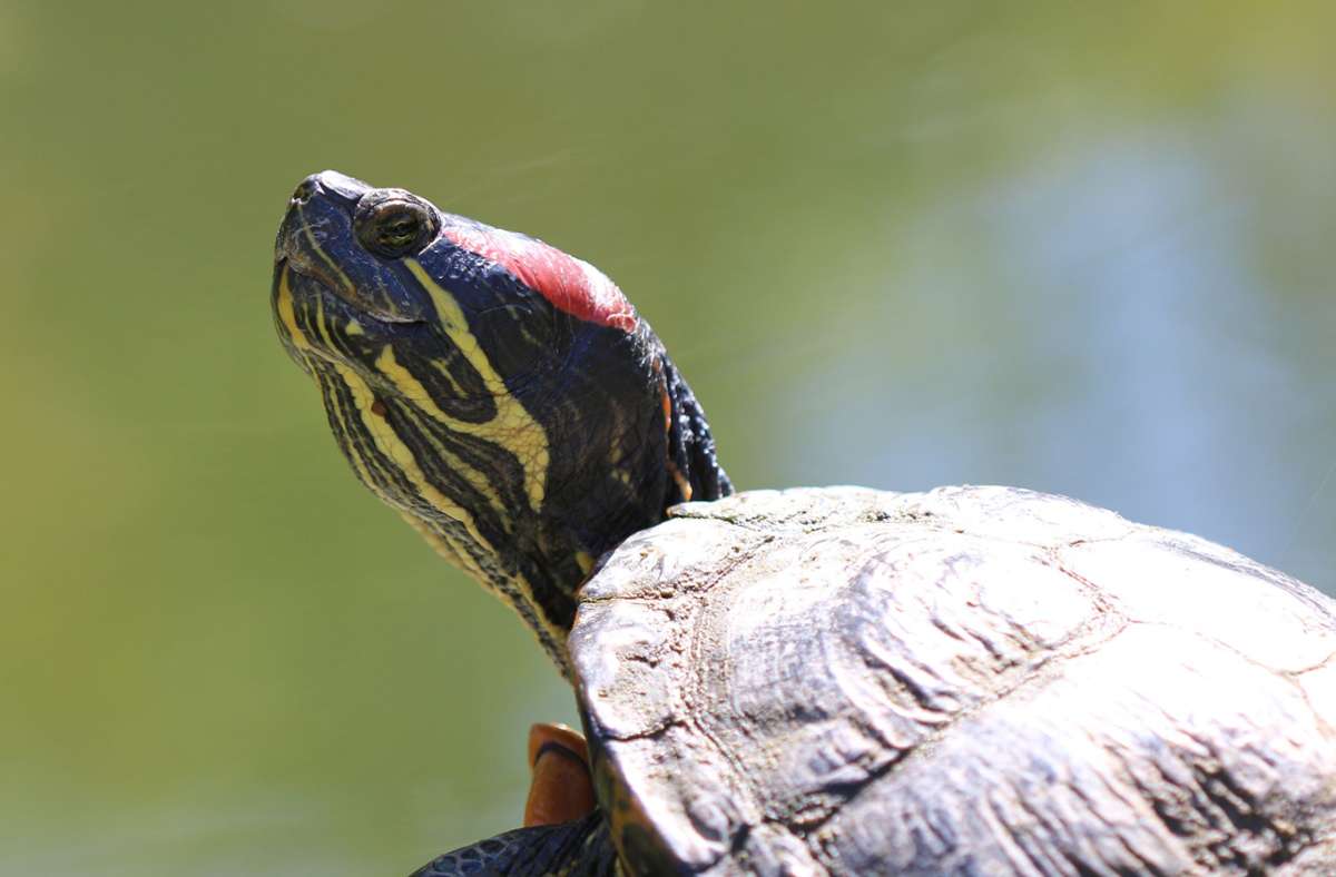 Eine Rotwangenschildkröte schnappt frische Luft.