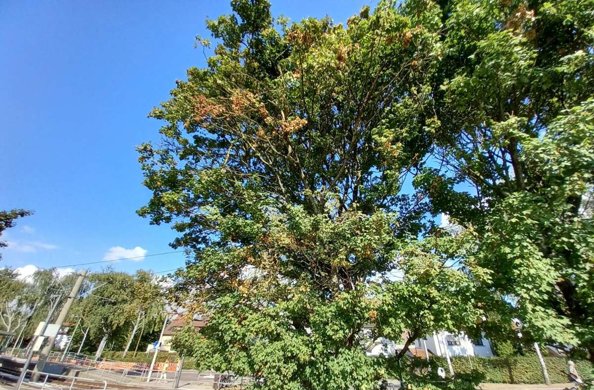 Trockenheit in Fellbach: Hilfe für Stadtbäume im Hitzestress