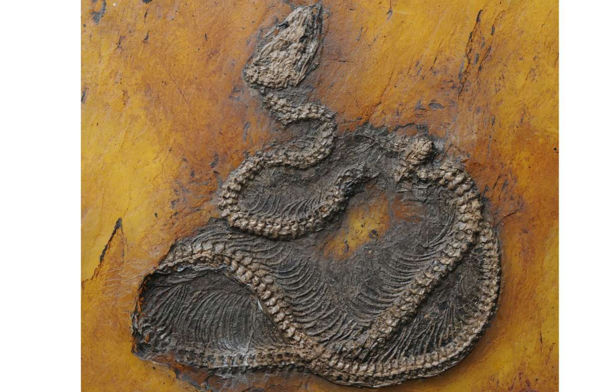 Archäologie: Älteste fossile Python in Welterbe Grube Messel entdeckt
