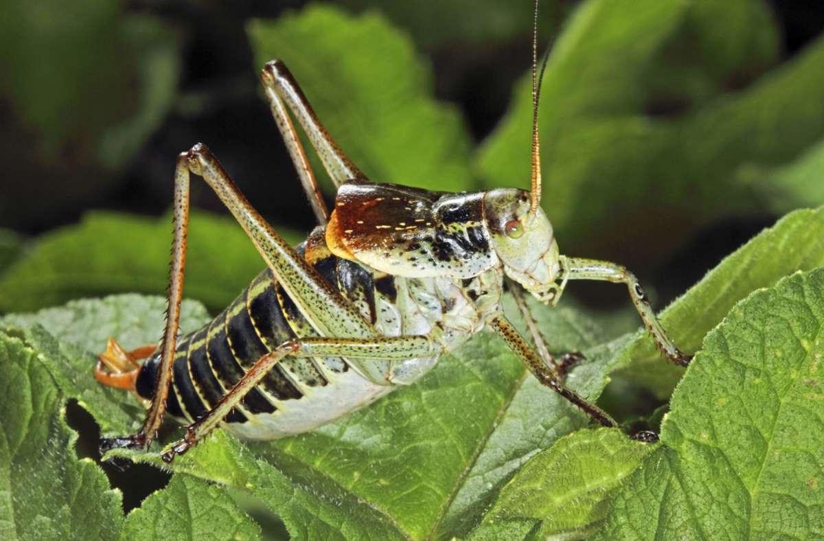 Artenschutzprojekt im Kreis Esslingen: Rettungsaktion für die seltene Wanstschrecke