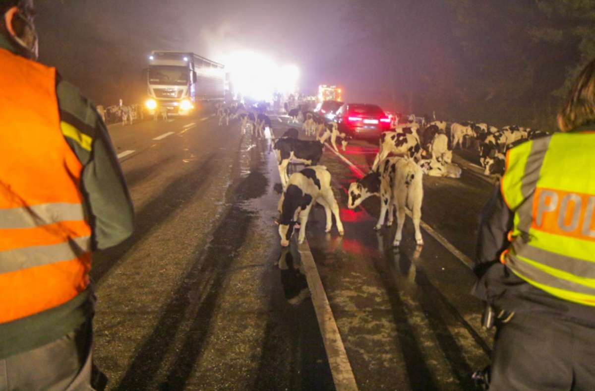 B500 bei Iffezheim: 176 Kälber aus brennendem Tiertransporter gerettet