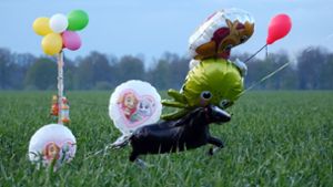 Niedersachsen: Suche nach Arian: Ballons und Süßigkeiten im Wald aufgehängt