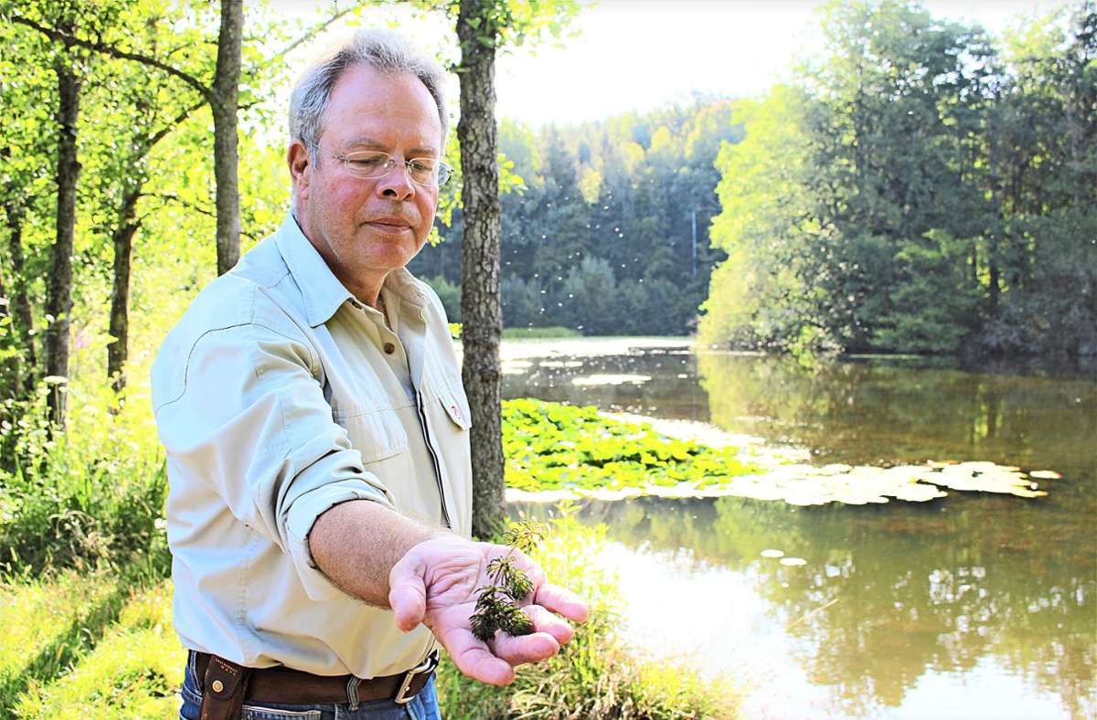 Der Vorsitzende der Anglergruppe Bärensee, Frank Weissert, fordert, dass die Stadt als Eigentümerin Schlamm und Wasserpflanzen,  etwa das wuchernde Hornkraut, entfernt. Foto: /Holowiecki