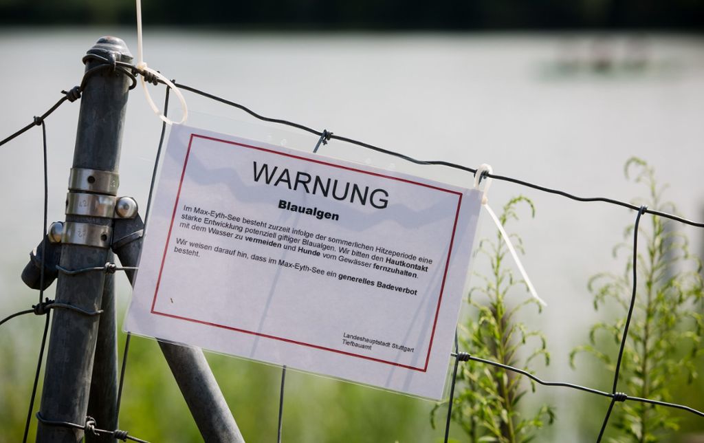 Anglerverein wirft der Stadt Unfähigkeit vor: Stuttgart: 50.000 tote Fische im Max-Eyth-See