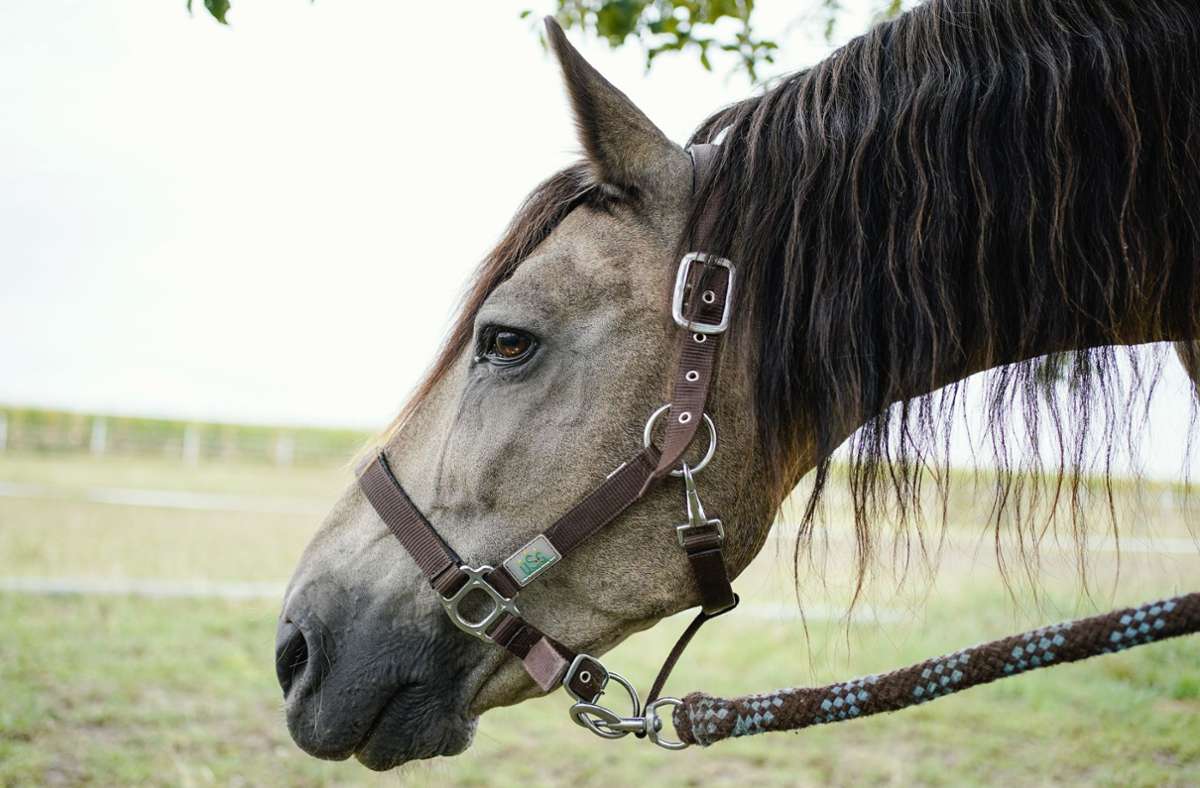 In Schleswig-Holstein: Pferd verteidigt junge Reiterin gegen übergriffigen Mann