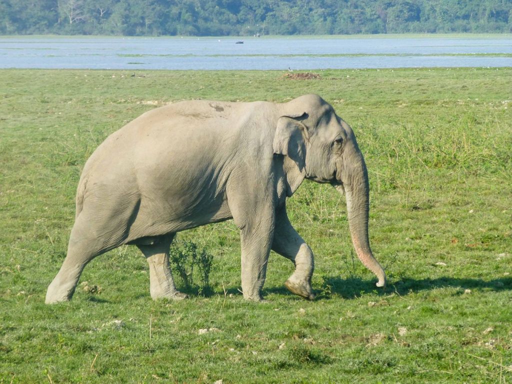 Zukünftige Umstellung von Umgang und Haltungsform: Wilhelma setzt neue Maßstäbe in der Elefantenhaltung