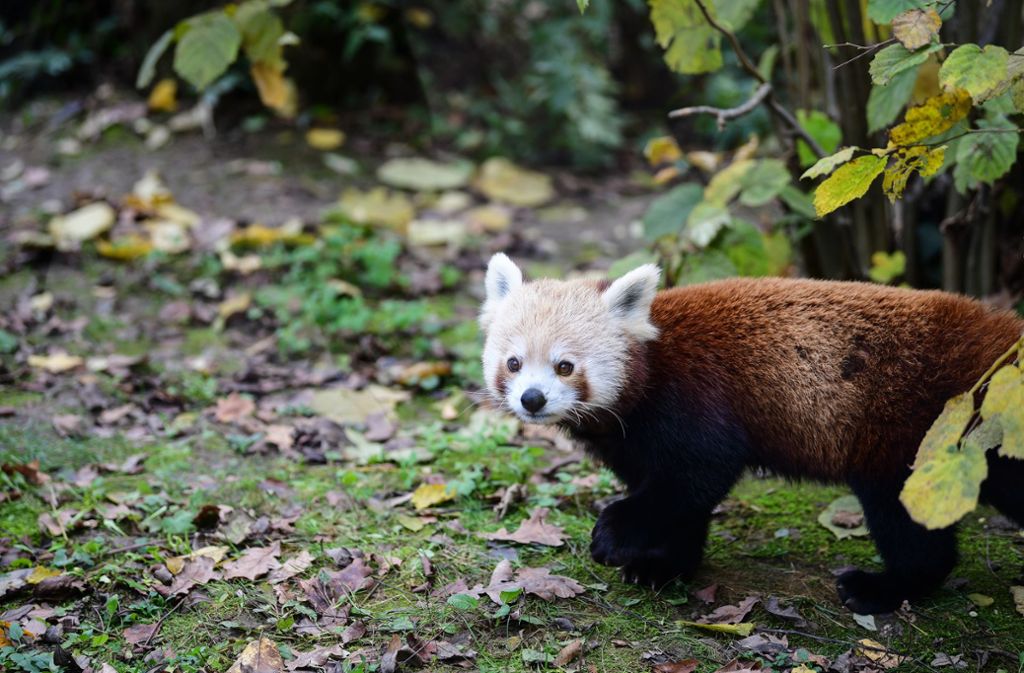 Roter Panda auf der Flucht: Frankreich sucht getürmtes Zootier