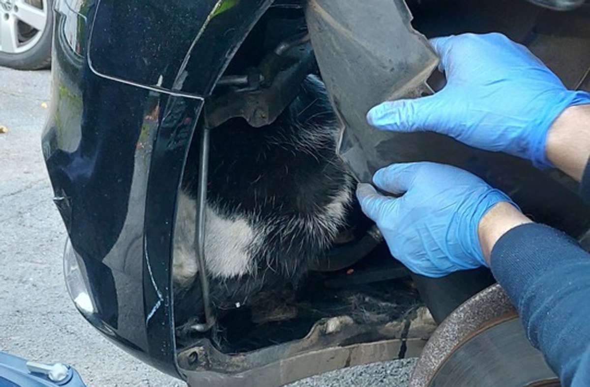 Essen: Feuerwehr rettet Katze - und zerlegt dafür Auto