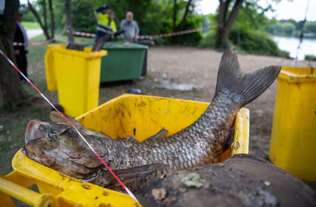 Fischsterben im Max-Eyth-See: Stadt Stuttgart setzt Gutachter ein