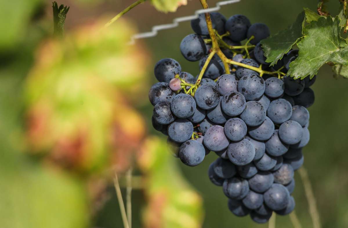 Lauffen im Kreis Heilbronn: Winzer vermutet Kollegen hinter Diebstahl von zehn Tonnen Weintrauben
