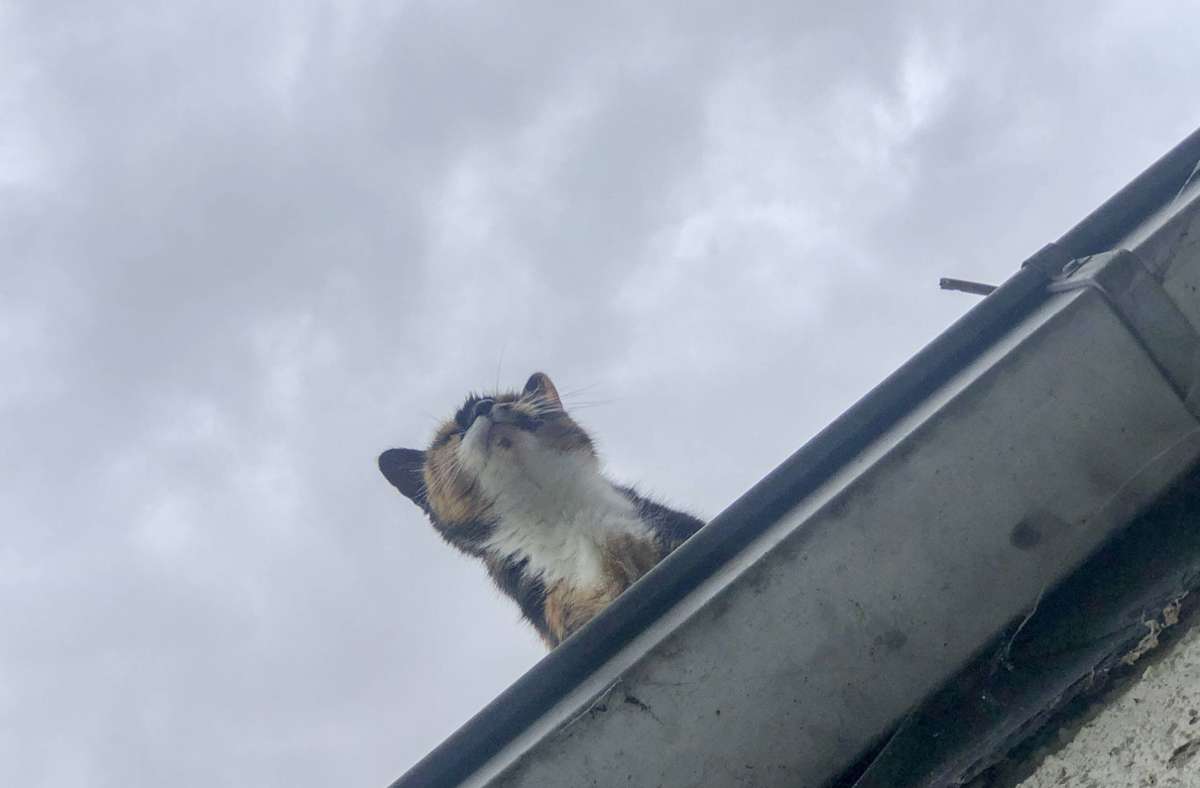 Unglück im Ostalbkreis: 30-Jährige will Katze retten und stürzt durch Dach
