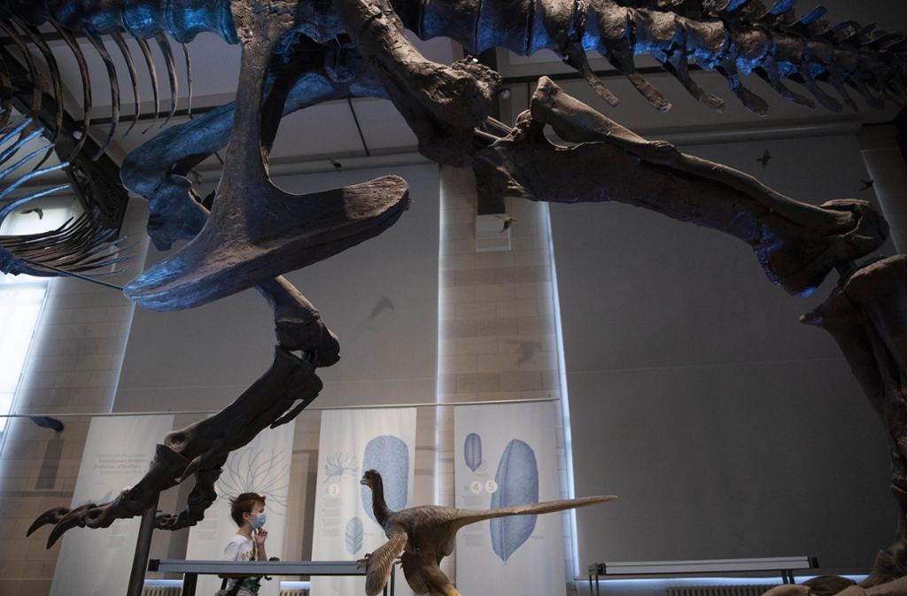 In Brüssel dürfen die Menschen offiziell wieder Dinosaurier-Skelette in Museen  bestaunen. In Sydney verschaffte sich ein Deutscher unerlaubt Zutritt in das Australian Museum. Foto: AP/Virginia Mayo