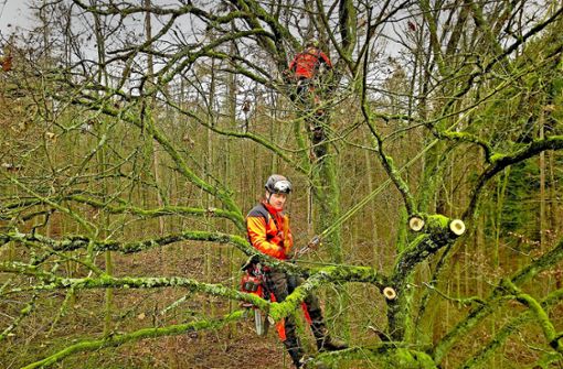 Die Spezialisten aus dem Team der Seilkletterer  entfernen das Totholz aus alten Bäumen, damit diese möglichst lange überleben können. Foto:  